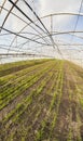 A wide angle view of the interior of an organic vegetable greenhouse, selective focus Royalty Free Stock Photo