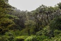 Wide angle view of the jungle from a canopy bridge Royalty Free Stock Photo