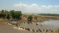 Wide view of wildebeest crossing the mara river in kenya