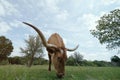 Large horns of Texas longhorn cow closeup in field grazing