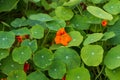 Wide angle view of a lot of nasturtium leaves
