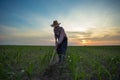 Farmer hoeing corn field from weed Royalty Free Stock Photo