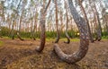 Wide angle view of oddly shaped pine trees in Crooked Forest at sunset Royalty Free Stock Photo