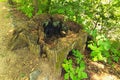 Wide angle view of old tree stump covered with moss. Old rotten tree stump. Almost declined tree stump moss wrapped. Royalty Free Stock Photo