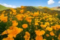 Wide angle view of orange poppies at Walker Canyon in Southern California during the super bloom