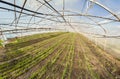 Wide angle view of organic vegetable greenhouse plantation Royalty Free Stock Photo