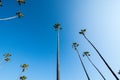 Wide angle view of palm trees in Laguna Beach California, looking up against blue sky. Copy space included Royalty Free Stock Photo
