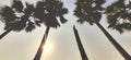 Wide angle view of palm trees. Royalty Free Stock Photo