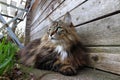 Wide angle view of a pretty norwegian forest cat on the ground