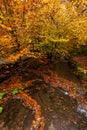 Wide angle view of a river with small waterfalls in the heart of a forest - autumn view with great fall colors Royalty Free Stock Photo