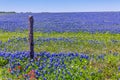 A Wide Angle View of a Solid Blue Field of Texas Bluebonnets Royalty Free Stock Photo
