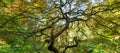 Wide angle view of the spiraling branches from underneath the famous Japanese Maple Tree in Portland, Oregon Royalty Free Stock Photo