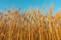 Wide angle view of stalks of ripe golden wheat with blue sky background. Rural summer background scene under sunlight Royalty Free Stock Photo