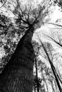 Wide angle view of a tall tree from an extremely low point of vi