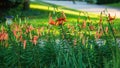 Wide angle view of the tiger lily garden Royalty Free Stock Photo