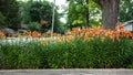 Wide angle view of the Tiger Lily garden Royalty Free Stock Photo