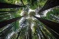 wide-angle view of towering redwood trees