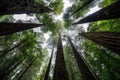 wide-angle view of towering redwood trees