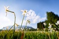 Wide angle view of a white daffodil flower on a green meadow full of flowers