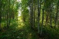 Wide angle view into a russian birch forest