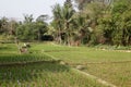 Wide area paddy field in Bogor, West Java, Indonesia. Indonesian landscape. Rice field and farmer Royalty Free Stock Photo