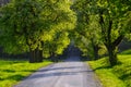 Wide asphalt road into the depths of the forest, tall old trees and a spot of sunlight Royalty Free Stock Photo