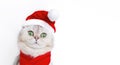 Wide banner with a cute white cat, in the red cap of Santa Claus Royalty Free Stock Photo