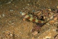 Wide-barred Shrimpgoby, Amblyeleotris latifasciata cloesup