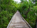 Boardwalk Trail Through Lush Forest, Baxter State Park