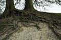 Wide branched roots