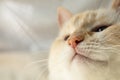 Wide brazen grinning muzzle of beautiful thick blue-eyed cat close-up Royalty Free Stock Photo