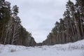 A wide clearing in a pine forest. Royalty Free Stock Photo