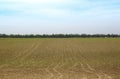 Wide cornfield with neat rows of young corn plants sprouting from soil.