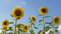 Wide-cropped of bright yellow ray florets of sunflowers Helianthus annuus against a blue sky for headers or cover photo