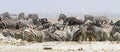 Wide-cropped view of a herd of thirsty zebra crowding a water-hole in the Etosha Wildlife Reserve in Namibia. It was very dry at Royalty Free Stock Photo