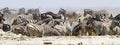 Wide-cropped view of a herd of thirsty zebra crowding a water-hole in the Etosha Wildlife Reserve in Namibia. It was very dry at Royalty Free Stock Photo