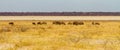 A wide-cropped view of a herd of Wildebeest on the edge of the huge salt pan central to the Etosha Wildlife Reserve in Namibia. I Royalty Free Stock Photo