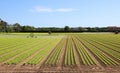 wide cultivated field with green lettuce and automatic irrigatio