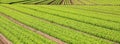 wide cutivaled field of green fresh lettuce Royalty Free Stock Photo