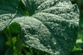 A wide dark green leaf with lots of water droplets Royalty Free Stock Photo