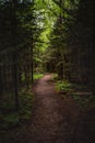 Wide Dirt Trail with Sunny Spot Royalty Free Stock Photo