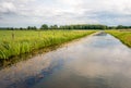 Wide ditch in a Dutch polder landscape