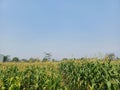 Wide expanse of corn field