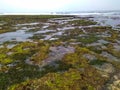 wide expanse of green beach