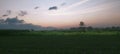 Wide expanse of rice field in dusk