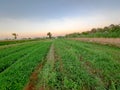 a wide expanse of rice fields in the morning