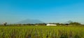 Wide expanse of rice fields with mountain views