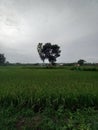 a wide expanse of rice fields with a tree behind it