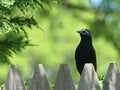 Wide-Eyed Crow on a Garden Fence Royalty Free Stock Photo