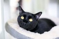 A wide eyed black cat with constricted pupils